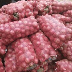 大量供应优质洋葱