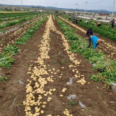 专业供应各种规格荷兰十五土豆