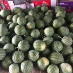 蜜童无籽西瓜批发