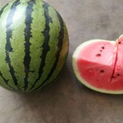 诚信代办 甜王西瓜