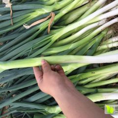 南和闫里王少勇长白大葱