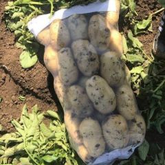 河北唐山荷兰806土豆 大量供应