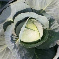 供应出口铁头甘蓝菜，河北唐山主产区