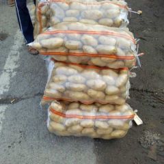 河南通许荷兰十五土豆长势旺盛