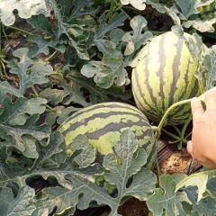 山东滨州惠民西瓜