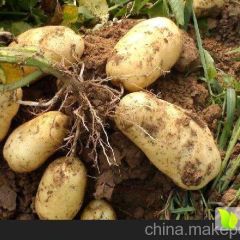 山东山亭土豆口感爽口