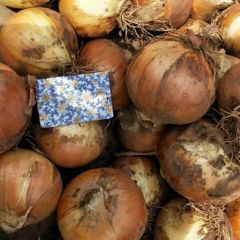 西昌黄葱大货，九以上