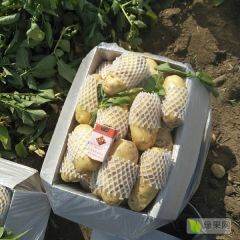 滕州市土豆大量上市