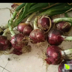 河南柘城半高庄二红洋葱早买早赚