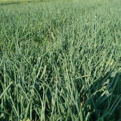 新城红皮洋葱产品好 品种好 个大有朋友需要 联系电话132755285