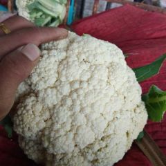 河北邯郸精品青梗有机小米散花大量供应。