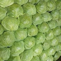 河北邯郸中甘系列甘蓝大量供应中