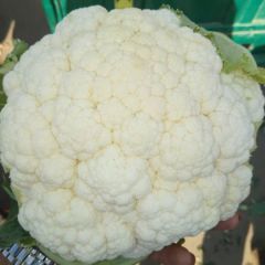 河北邯郸精品雪宝菜花大量上市中。