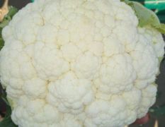 河北邯郸精品雪宝菜花大量上市中。