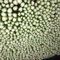 河北邯郸优质西芹大量供应中
