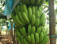 800亩海南儋州香蕉上市
