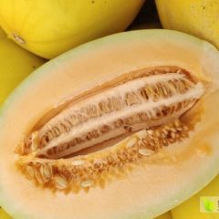 陕西甜瓜，东方密，四季银红