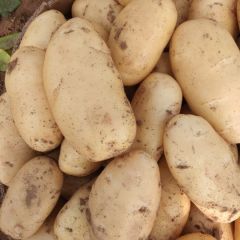 滕州市界河镇出售优质荷兰土豆