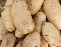 滕州市界河镇出售优质荷兰土豆