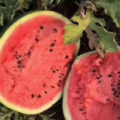 河南甜王西瓜个大价格低（代收代办代发货）