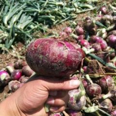 红皮洋葱大量上市，颜色好看个头很好