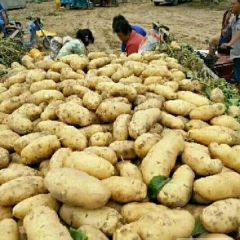 荷兰十五大量，货源充足