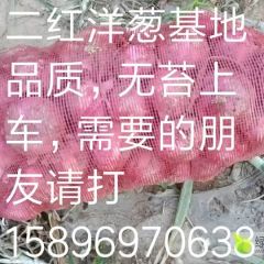 二红洋葱六百吨出售