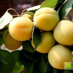 产地直销凯特杏，纯甜，大果型杏子品种，5月底成熟