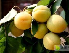 产地直销凯特杏，纯甜，大果型杏子品种，5月底成熟
