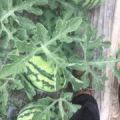盐城响水美都西瓜批发