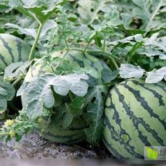 河北省保定市清苑县甜王大量出售，价格面议