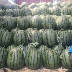 甜王西瓜京欣 多种西瓜联系电话13633224990