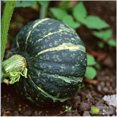 南瓜，小金花，绿皮南瓜