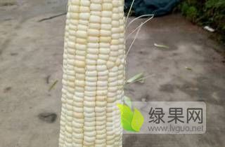 甜玉米大量，万糯2000，花糯，金中玉