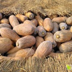 金韩瓜，满山满山金黄，金灿灿