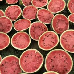 凌海市西瓜已大量上市