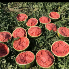 河北漫河京欣甜王