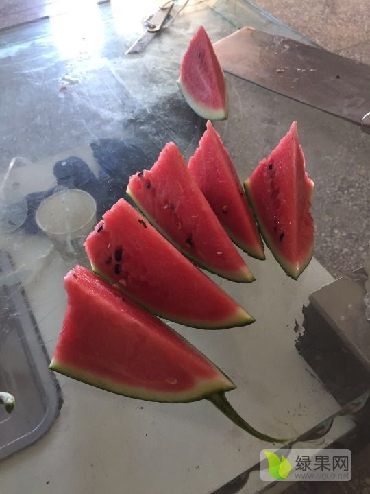 金城五号西瓜价格
