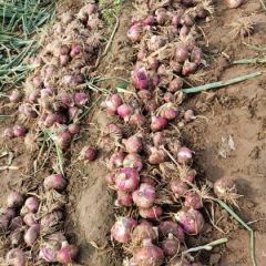 陕西大荔县沙底村洋葱，口感好外表好看