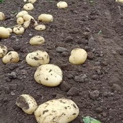 昌黎精品中暑五号土豆火热上市中