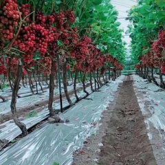 大凉山优质克伦森