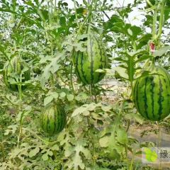 吊秧超越梦想礼品瓜，农户直接送北京