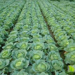 忻州大量绿甘蓝上市欢迎采购