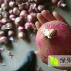 2019通许洋葱抓住商机无限