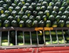 黑皮东瓜，少量上市有需要的客户请提前联系