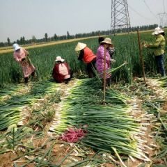 大葱产地直销，欢迎选购
