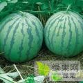 2026太康县西瓜批发大市场