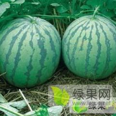 太康县西瓜批发大市场