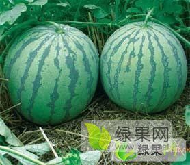 2019年河南太康8424西瓜价格