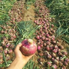 上安丘红皮洋葱大量上市